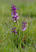 Anacamptis morio